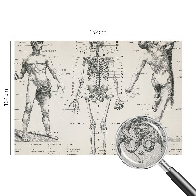 Removable wall mural wallpaper with a classical anatomy illustration