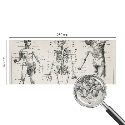 Removable wall mural wallpaper with a classical anatomy illustration