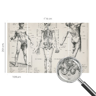 Removable wall mural wallpaper Classical anatomy