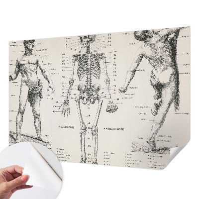 Removable wall mural wallpaper with a classical anatomy illustration