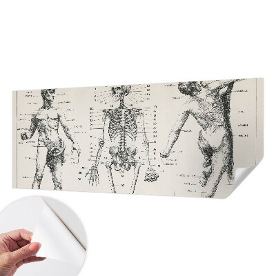 Removable wall mural wallpaper with a classical anatomy illustration