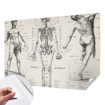 Removable wall mural wallpaper with a classical anatomy illustration