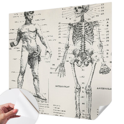 Removable wall mural wallpaper with a classical anatomy illustration