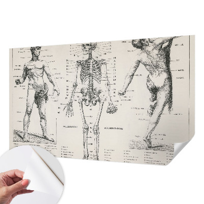 Removable wall mural wallpaper with a classical anatomy illustration