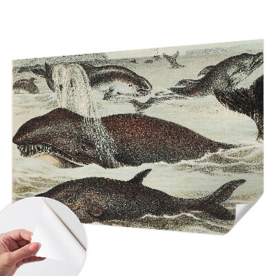 Self-adhesive wall mural Sea creatures