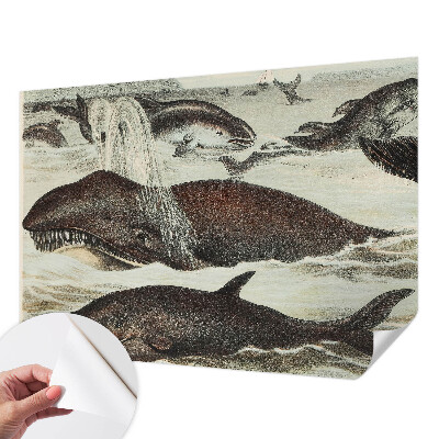 Self-adhesive wall mural with sea creatures design