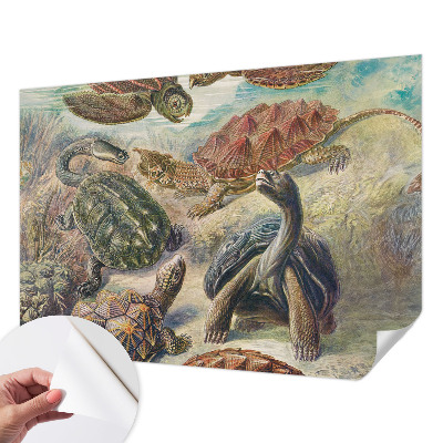 Self-adhesive wall mural with a turtle fauna design