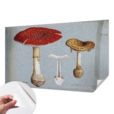 Peel and stick wall mural Mushroom engravings