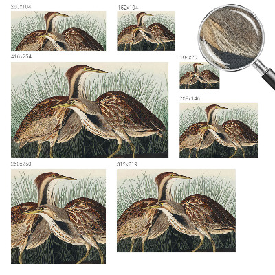 3D wall mural Realistic birds