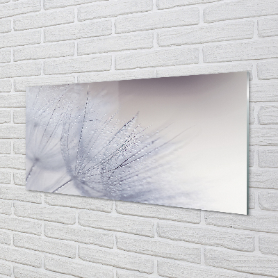 Acrylic print Dewdrops dandelion
