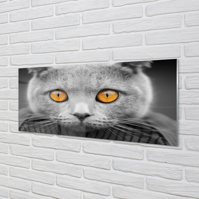 Acrylic print British gray cat