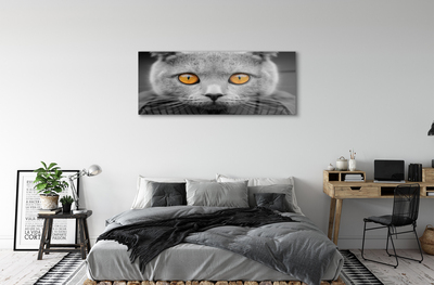 Acrylic print British gray cat