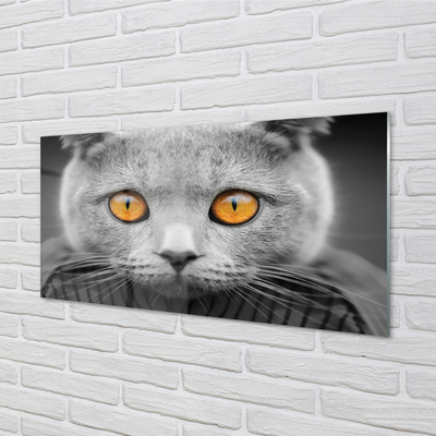 Acrylic print British gray cat