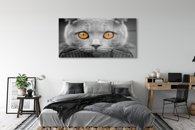 Acrylic print British gray cat