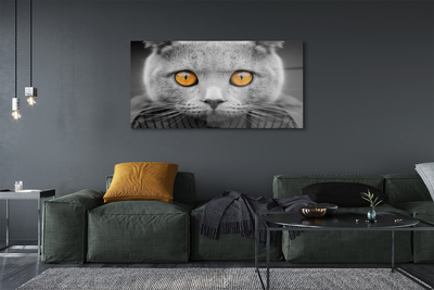 Acrylic print British gray cat