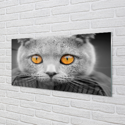 Acrylic print British gray cat