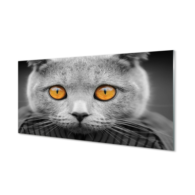 Acrylic print British gray cat