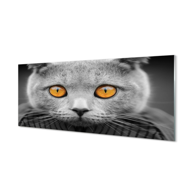 Acrylic print British gray cat