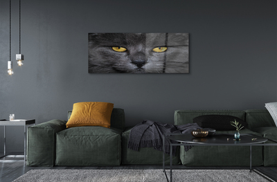 Acrylic print Black cat