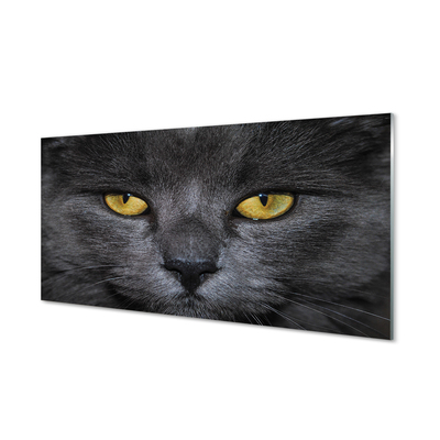 Acrylic print Black cat