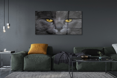 Acrylic print Black cat