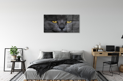 Acrylic print Black cat