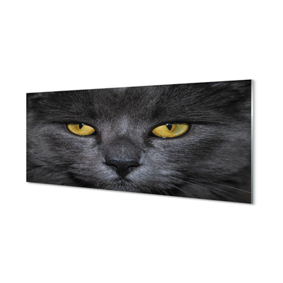 Acrylic print Black cat