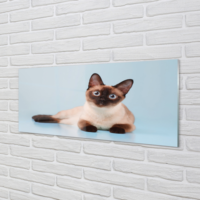 Acrylic print Cat lying