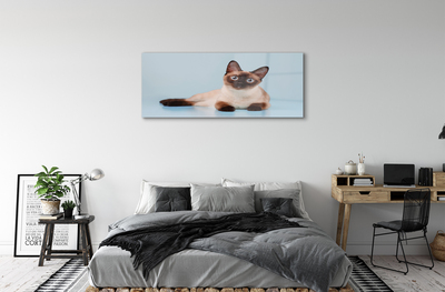 Acrylic print Cat lying