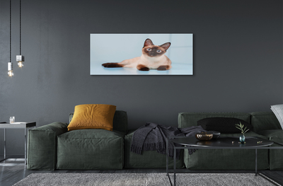 Acrylic print Cat lying