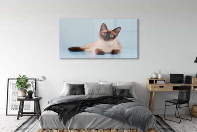 Acrylic print Cat lying