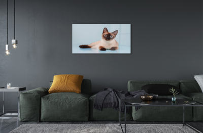 Acrylic print Cat lying