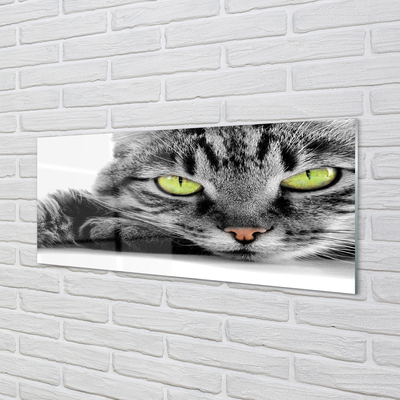 Acrylic print Gray-black cat