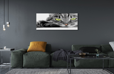 Acrylic print Gray-black cat