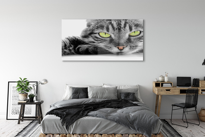 Acrylic print Gray-black cat