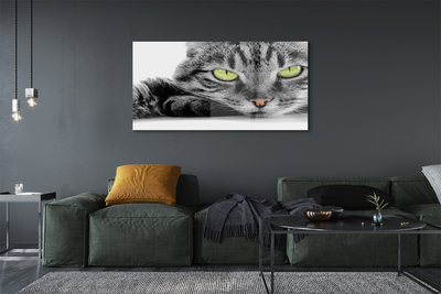 Acrylic print Gray-black cat