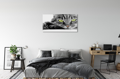 Acrylic print Gray-black cat