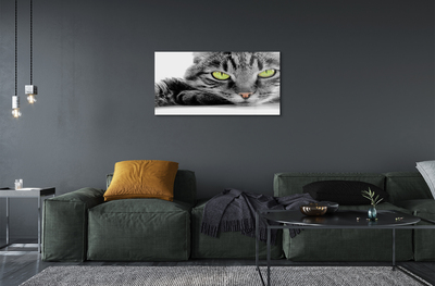 Acrylic print Gray-black cat