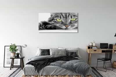 Acrylic print Gray-black cat