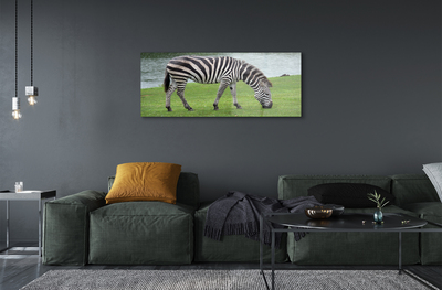 Acrylic print Zebra
