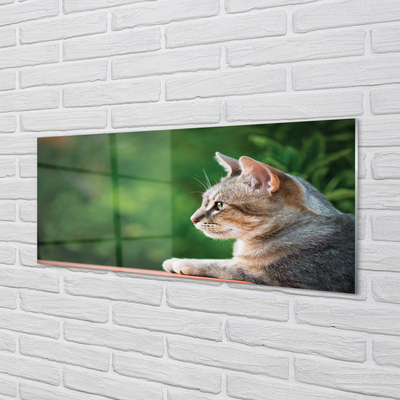 Acrylic print Search cat