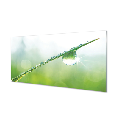 Acrylic print Grass macro drops