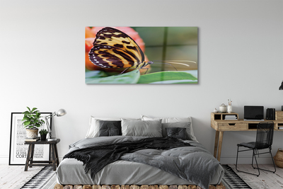Acrylic print Butterfly