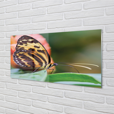 Acrylic print Butterfly