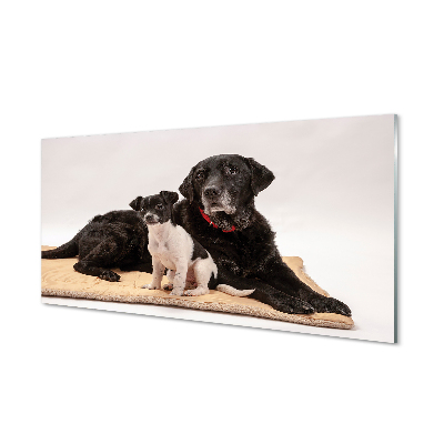Acrylic print Coated dogs