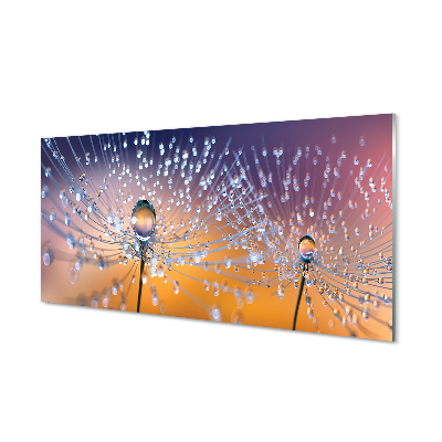 Acrylic print Dandelion macro drops