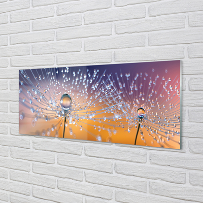 Acrylic print Dandelion macro drops