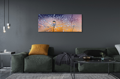 Acrylic print Dandelion macro drops