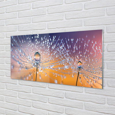 Acrylic print Dandelion macro drops