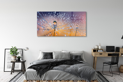 Acrylic print Dandelion macro drops